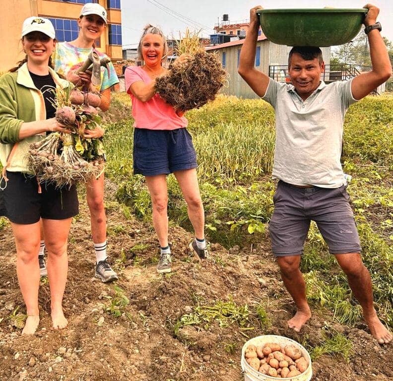 Guest harvesting fresh organic vegitable form own garden.